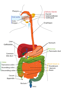 Digestive system lessons worksheets and activities