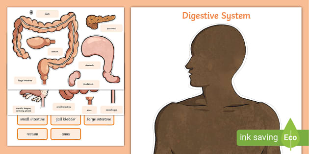 Digestive system worksheet cut