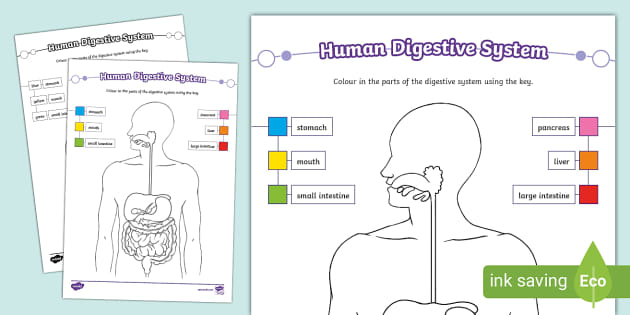 Human digestive system louring worksheet teacher made