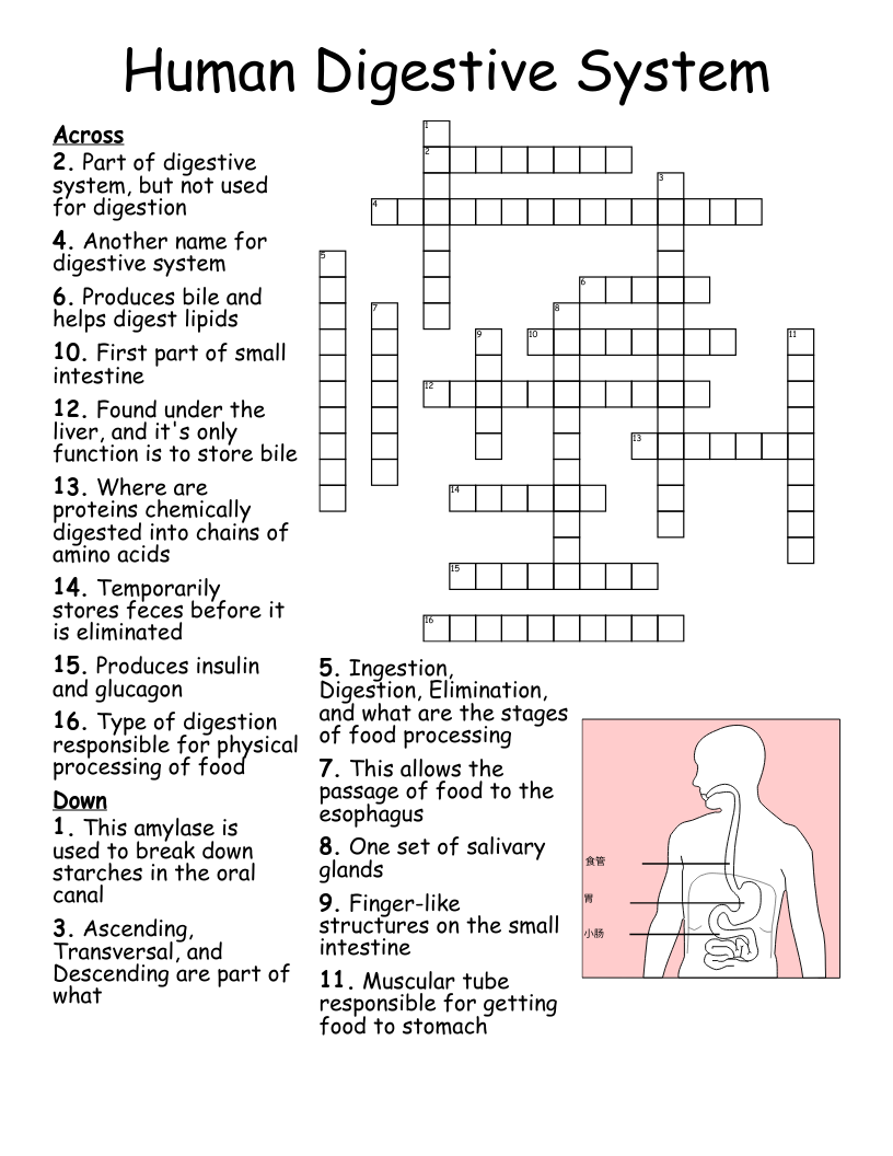 Human digestive system crossword