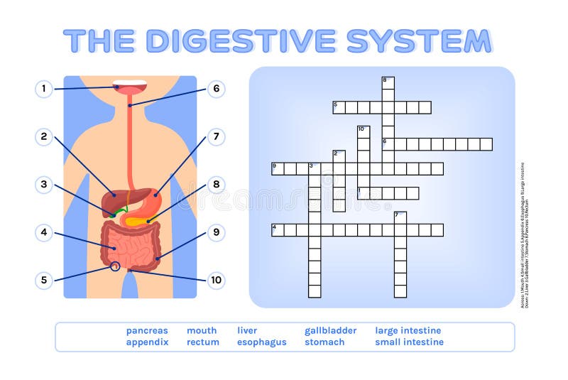 Crossword puzzle the digestive system fun educational game for kids testing the knowledge of schoolchildren stock vector