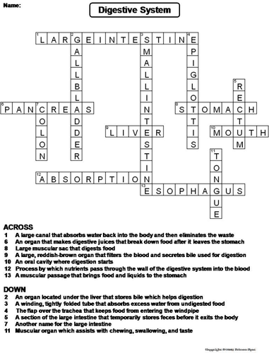 Digestive system crossword puzzle teaching resources
