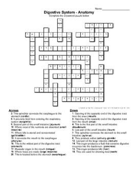 Digestive system crossword puzzle tpt