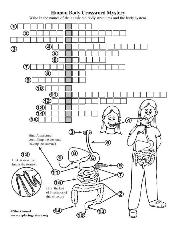 Body structures crossword puzzle