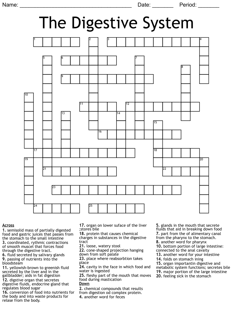 The digestive system crossword