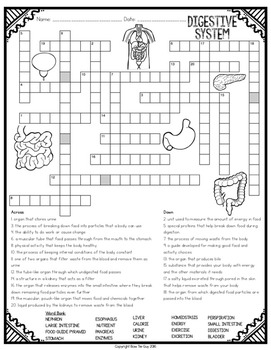 Digestive system crossword by bow tie guy and wife tpt
