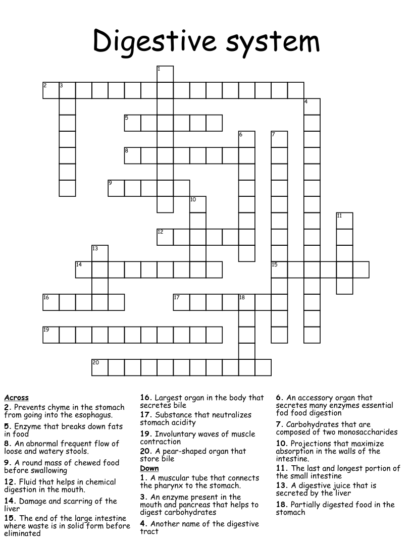 The digestive system crossword