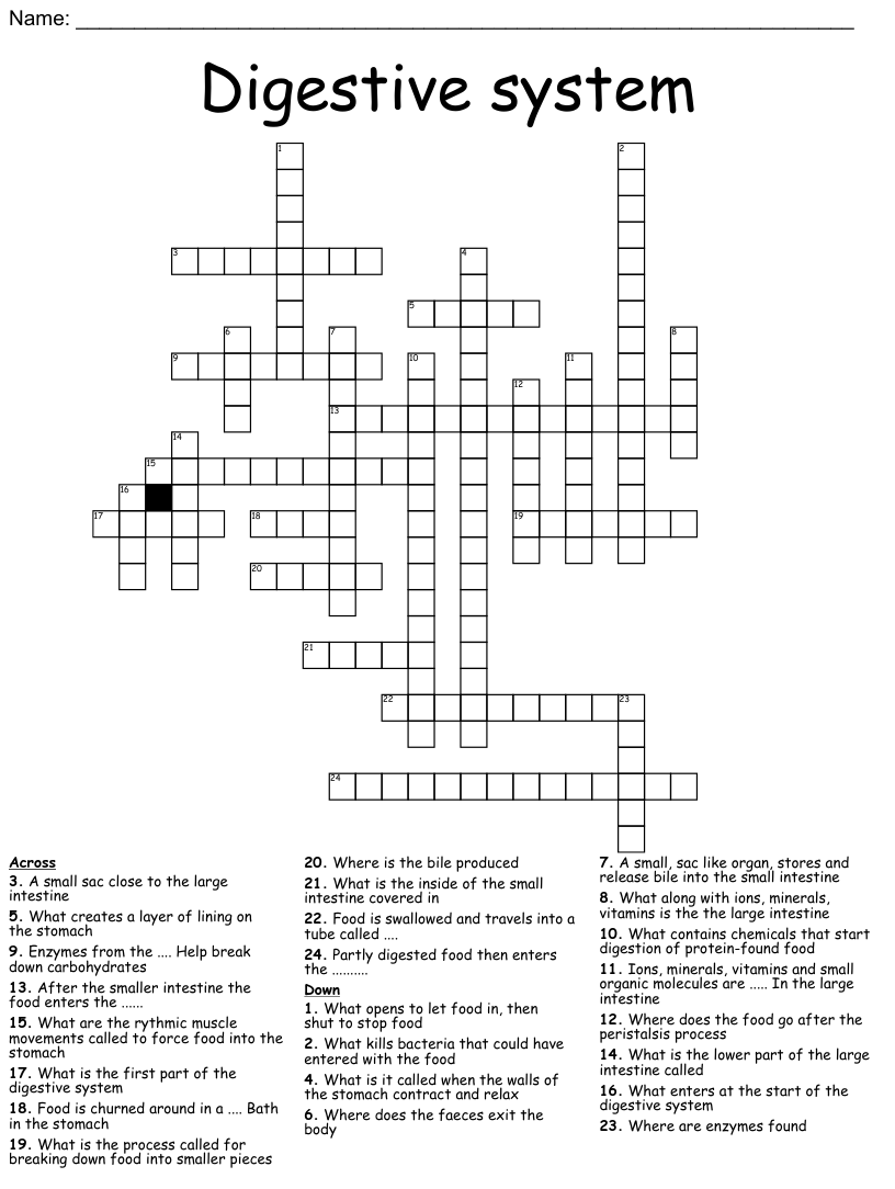 Digestive system crossword