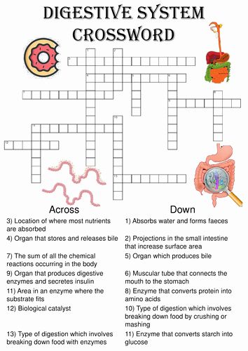 Digestive system worksheet answers unique gcse biology digestion topic resource pack uâ digestive system worksheet human body science projects biology worksheet