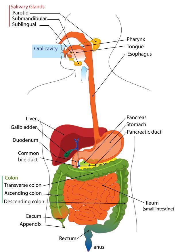 Image digestive system