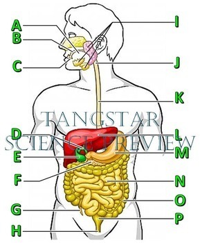 Digestive system crossword with diagram printable distance learning options