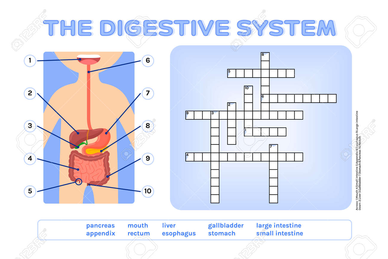 Crossword puzzle the digestive system fun educational game for kids testing the knowledge of schoolchildren flat color cartoon style page from the workbook for printing white background vector royalty free svg cliparts