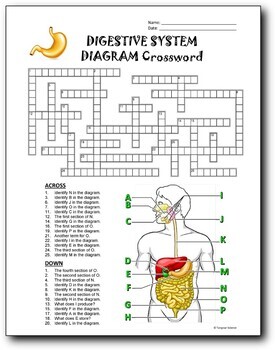 Anatomy diagram crosswords bundle printable distance learning options