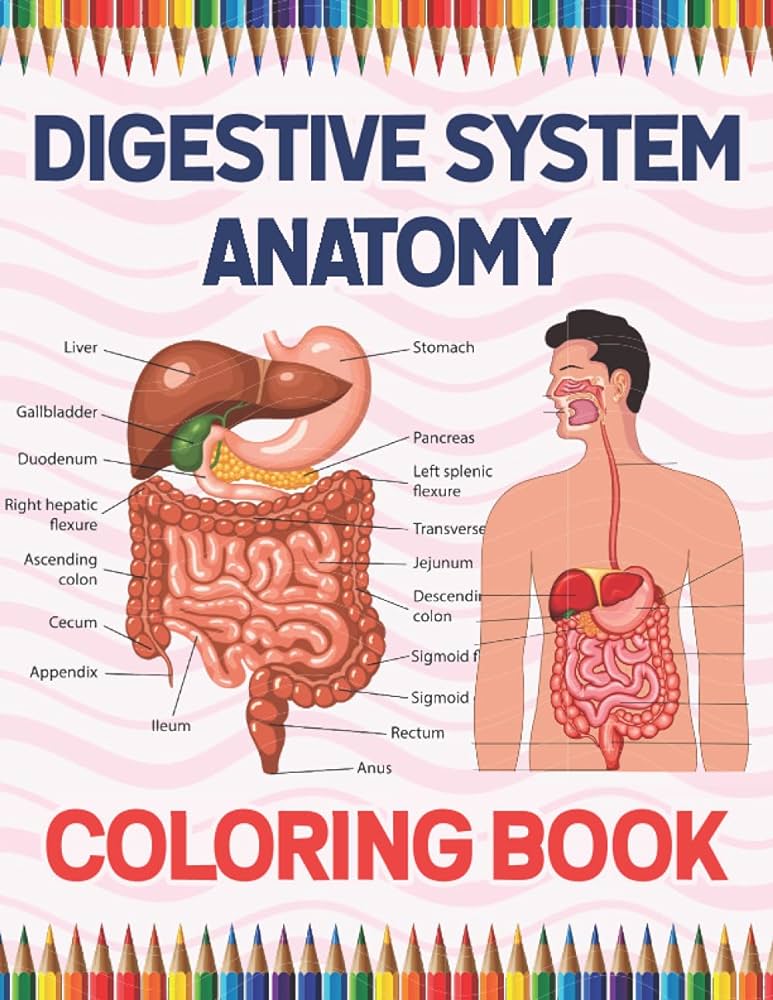 Digestive system anatomy coloring book human digestive system anatomy coloring book for kids human digestive system anatomy coloring pages for kids coloring book great book for boys girls publication orasapihiabell