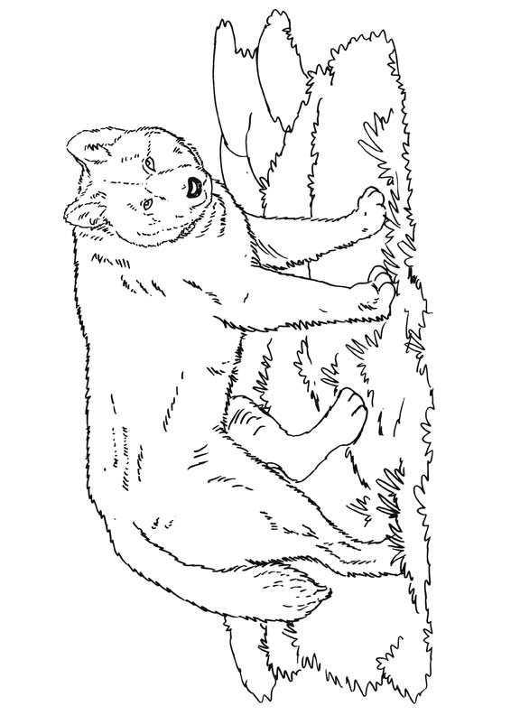 Australian dingo dog coloring page download free australian dingo dog coloring page for kids best coloring pages