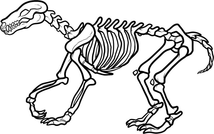Dinosaurbonescoloringpagesprintablecoloringsheetcoloring animal skeletons dinosaur outline dinosaur coloring pages