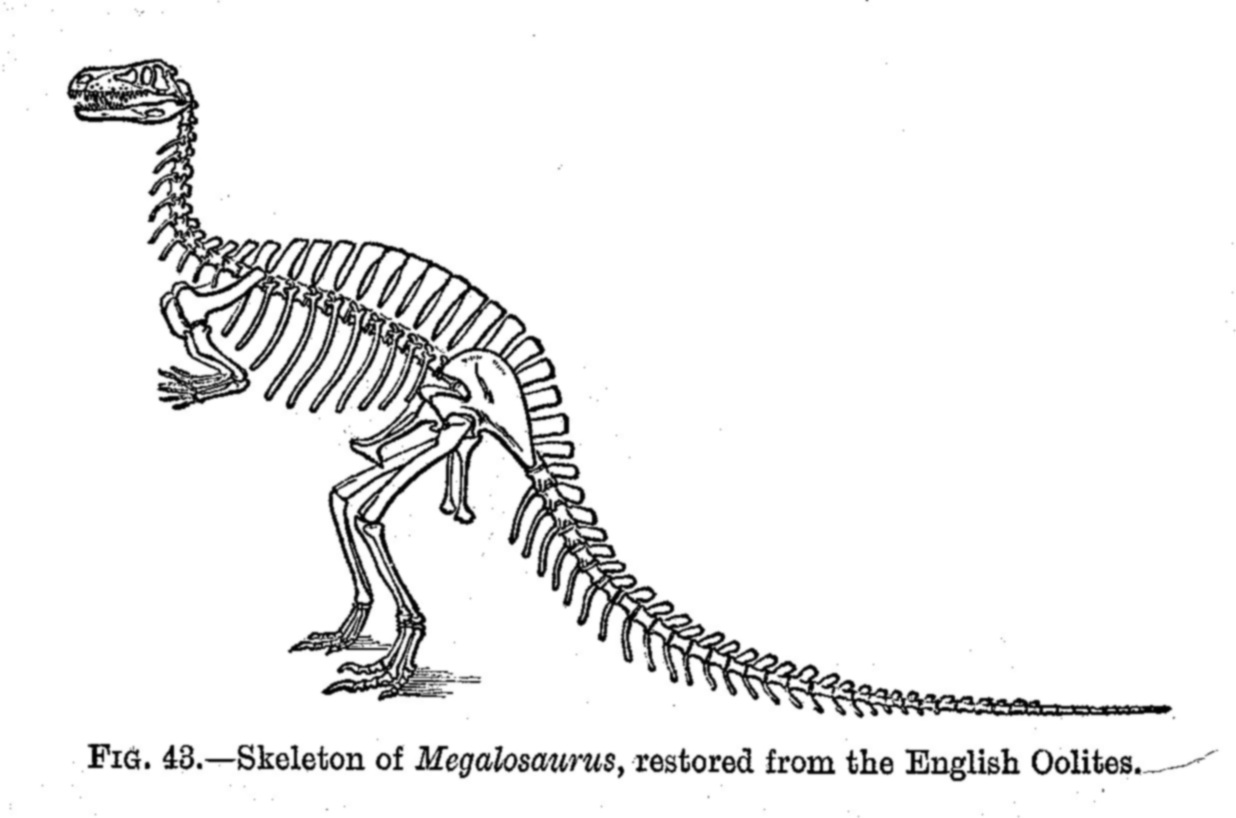 Dinosaur skeletal reconstruction prehistoric animal bones