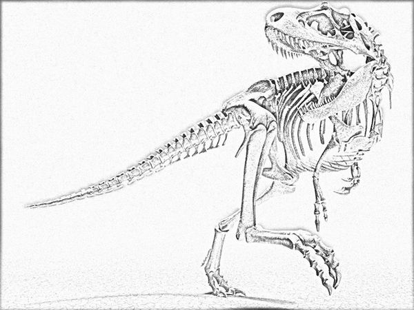 Dinosaur skeleton lineart free by linecrazy on