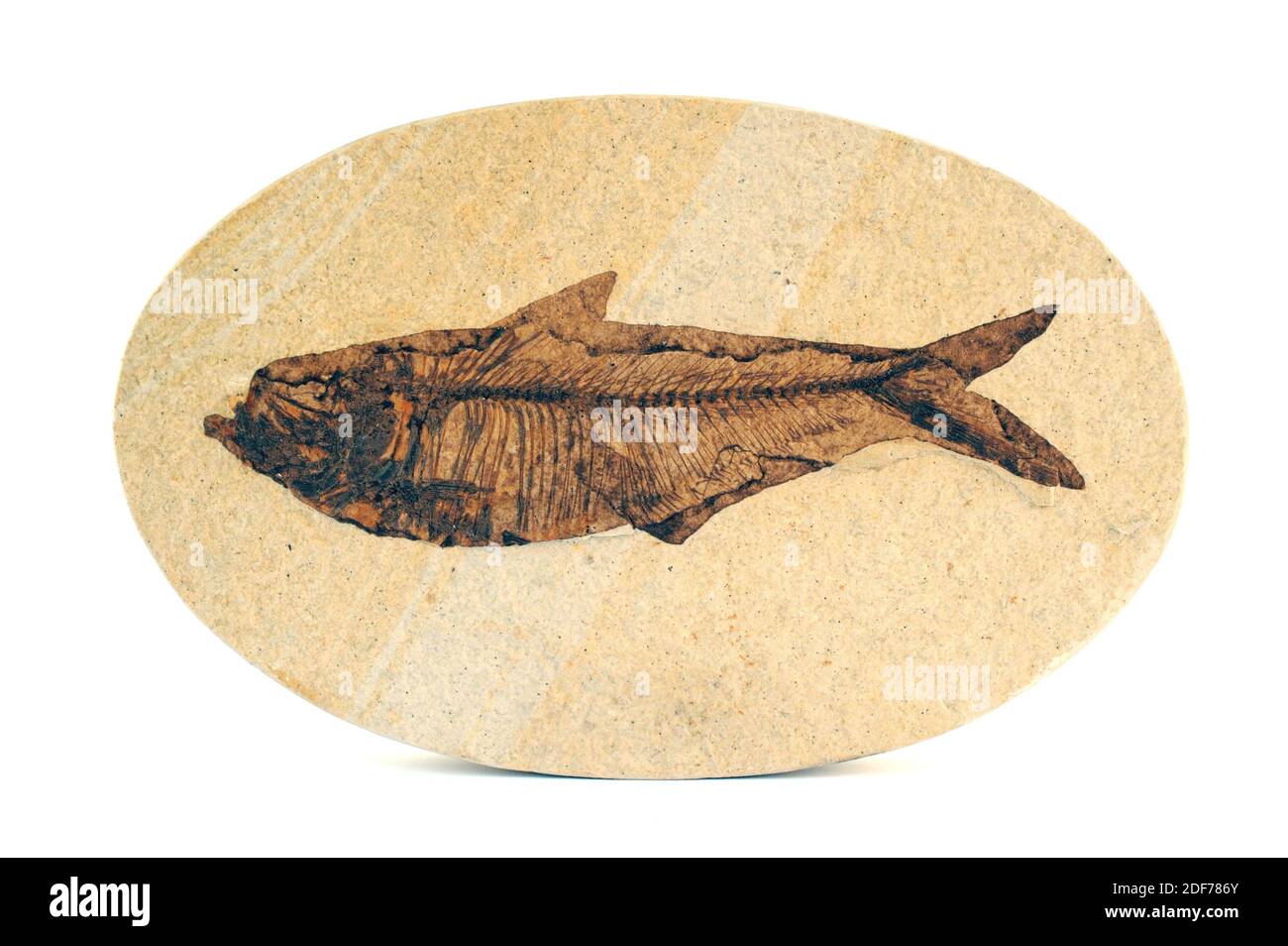 Diplomystus hi