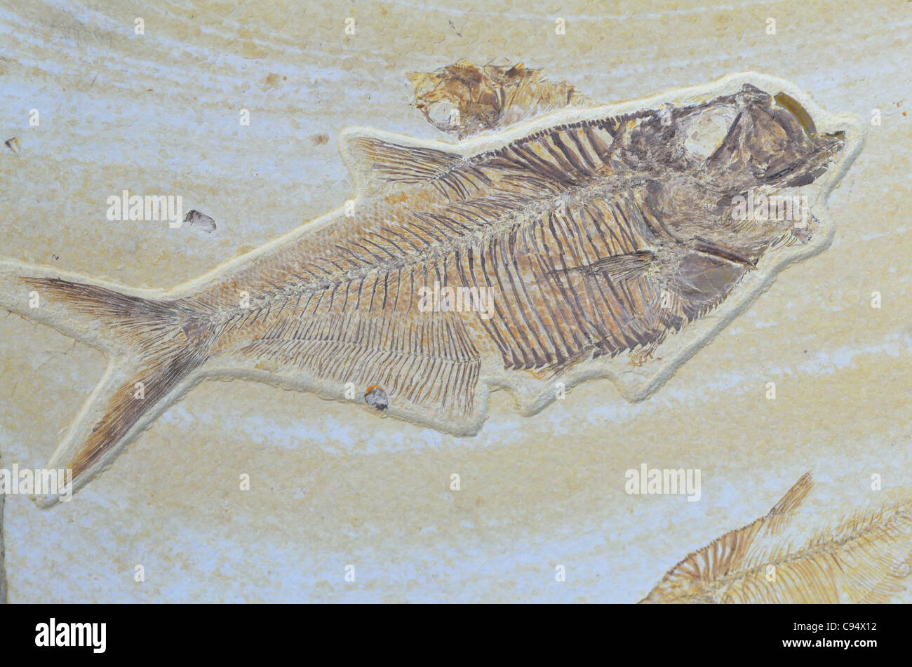 Diplomystus hi