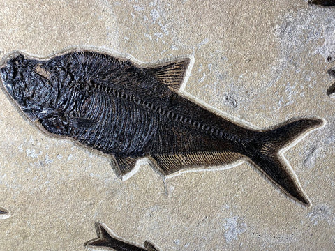 Buy a fossil fish mural species â fossil realm