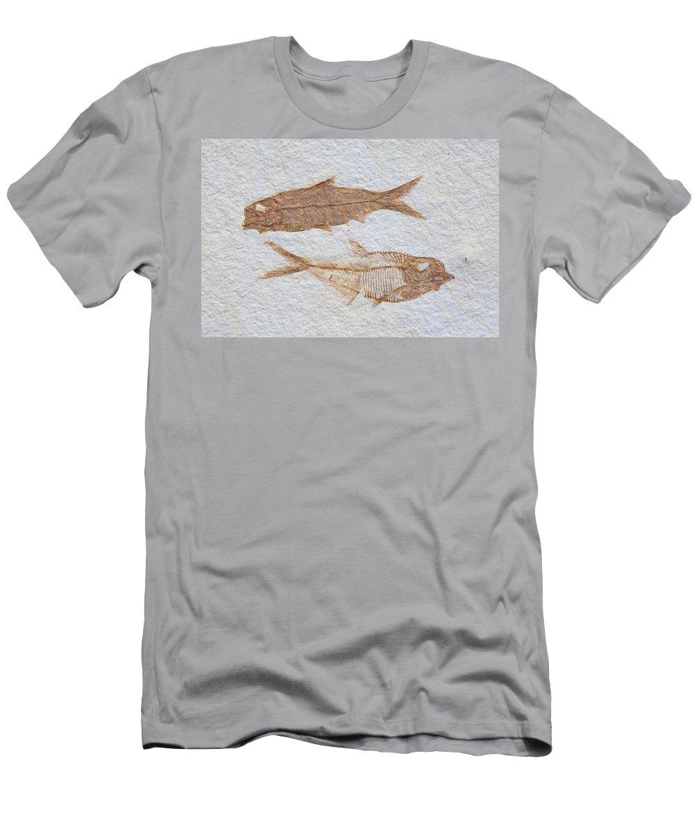 Fossil fish knightia and diplomystus t
