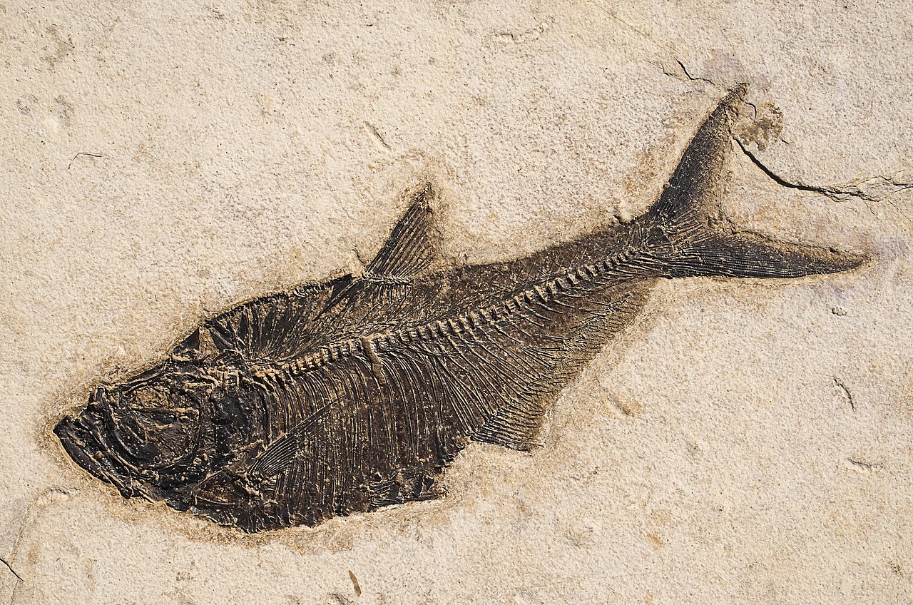 Filediploystus dtatus gre river foration wyoingjpg