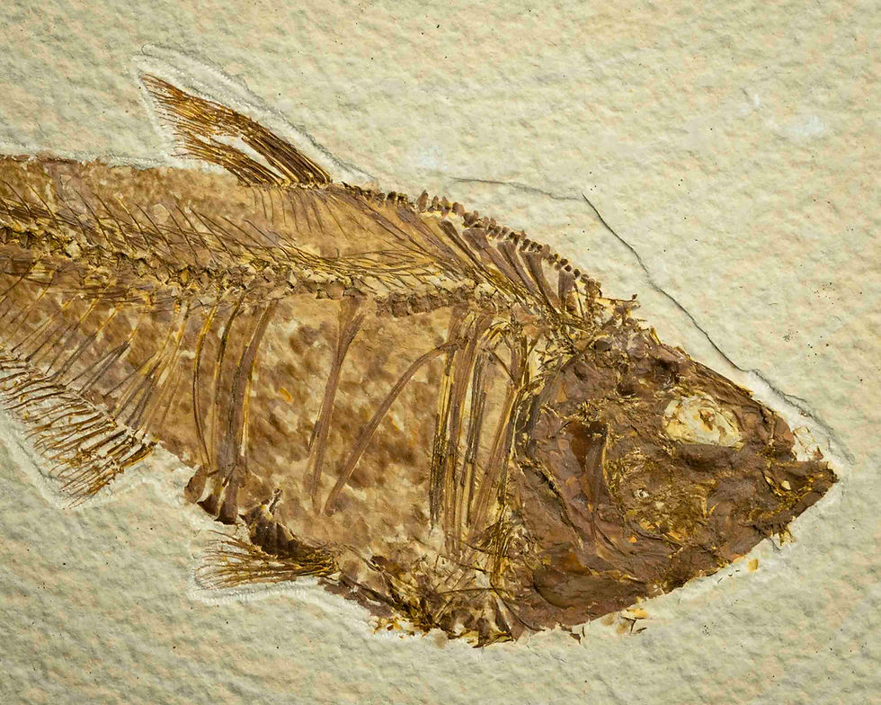 Diplomystus dtatus
