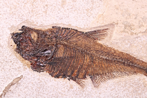 Rare golden diplomystus fish fossil lake green river fm wyoming coa