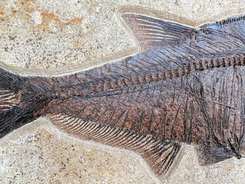 Fossil green river fish mural