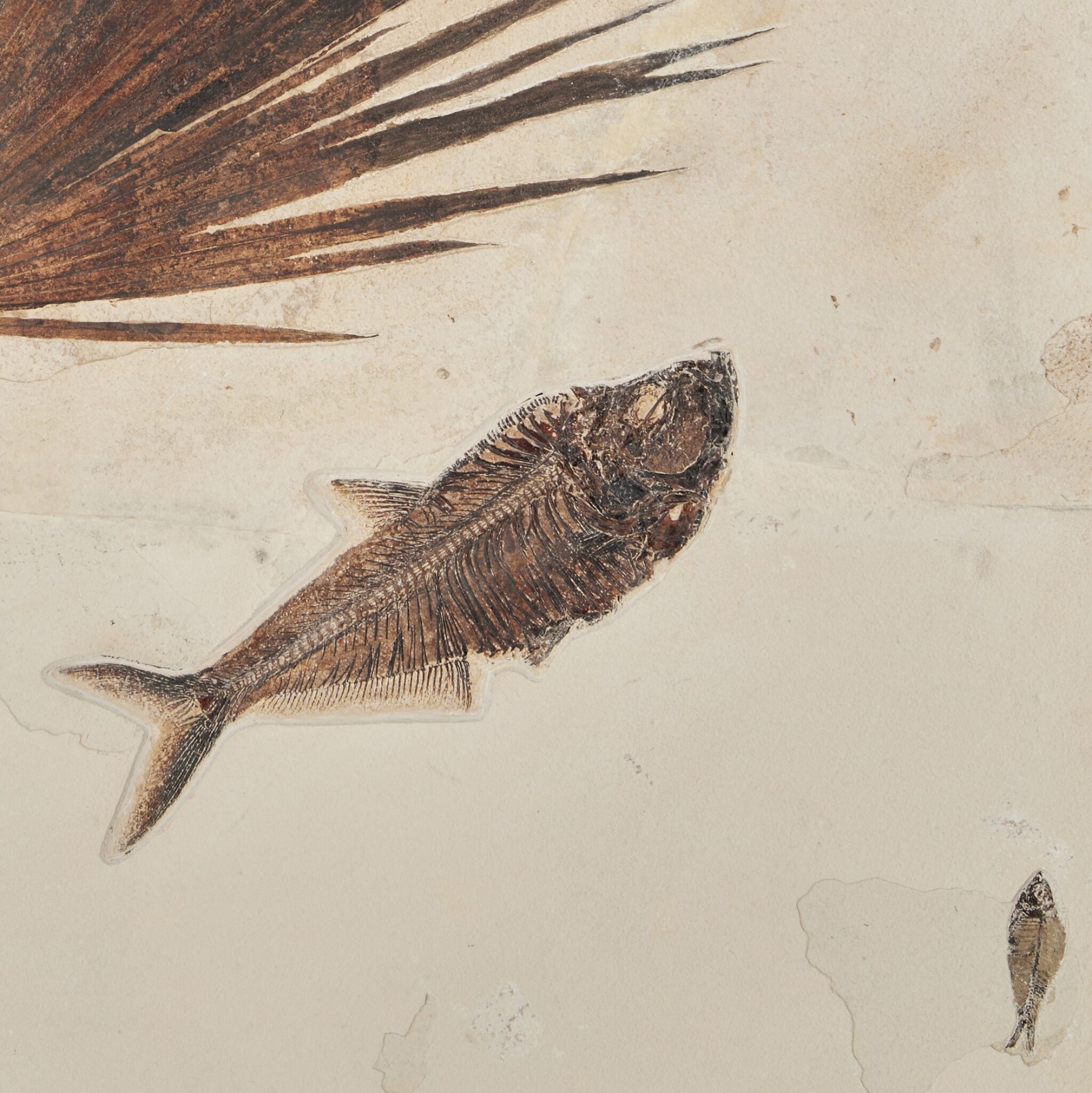 Fossil palm frond with fish â green river formation natural history including gorgosaurus sothebys