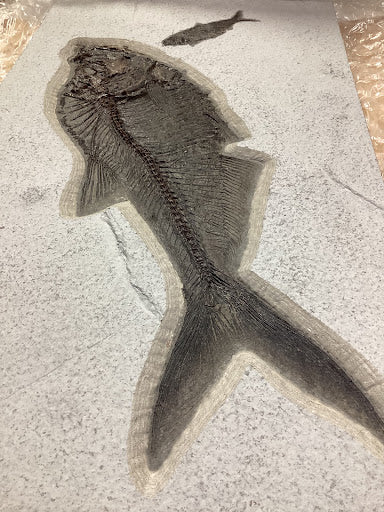 Collectors diplomystus denatus shale fossil â texas toy distribution