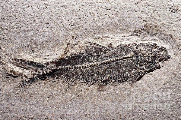 Diplomystus fish fossil from million years ago fleece blanket by wernher krutein
