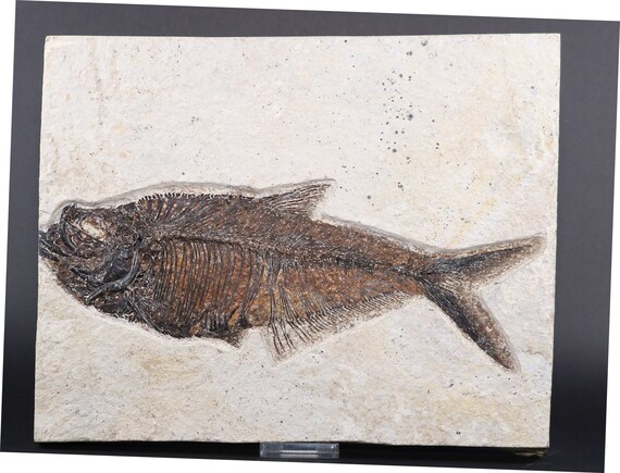 Diplomystus fish fossil lake green river formation wyoming wy coa
