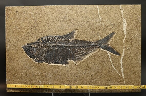 Fossil fish diplomystus superb au naturel fossil lake wyoming coa