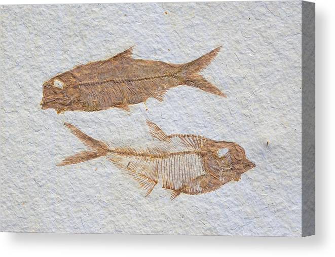 Fossil fish knightia and diplomystus canvas print canvas art by jeffrey lepore