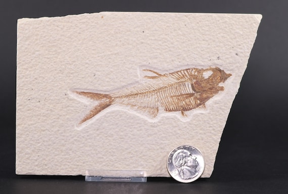 Superb diplomystus fish fossil lake green river formation