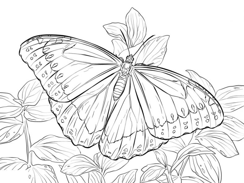 Beautiful butterfly coloring pages coloring mariposa morfo azul dibujos para colorear mariposas pãginas para colorear de animales