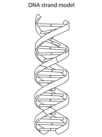Dna strand model coloring page from biology category select from printable crafts of cartoons nature animals bible andâ dna drawing dna art dna tattoo