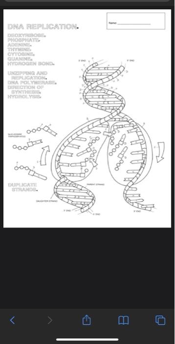 Solved name dna replication deoxyfibose phosphate adenine