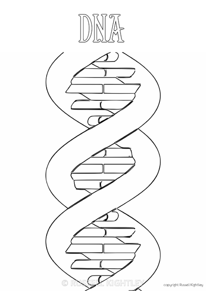 Russell kightley illustrator animator dna replication colouring in rights managed