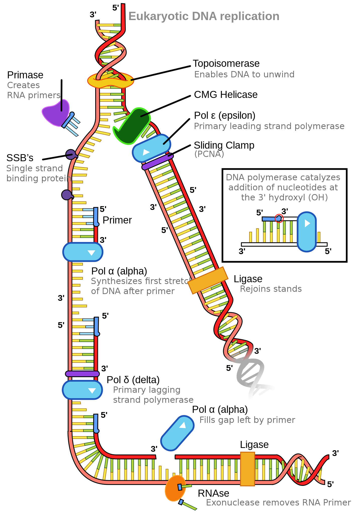 Fileeukaryotic dna replicationsvg