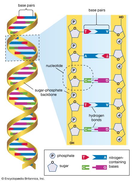 Dna
