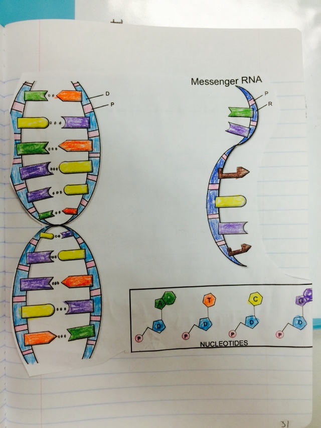 Mrs greeley howards biology class september