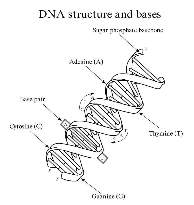 Biology dna structure coloring page