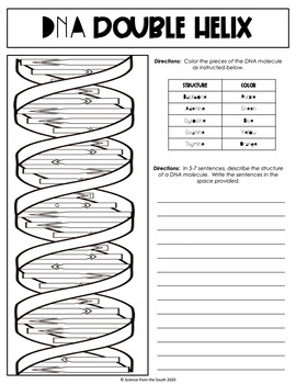 Dna structure double helix guided learning activity by science from the south
