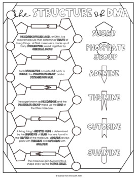 Dna structure doodle notes coloring worksheet with differentiation