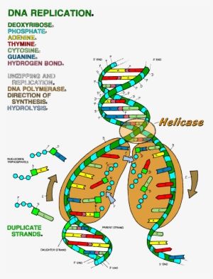 Dna the double helix coloring worksheet