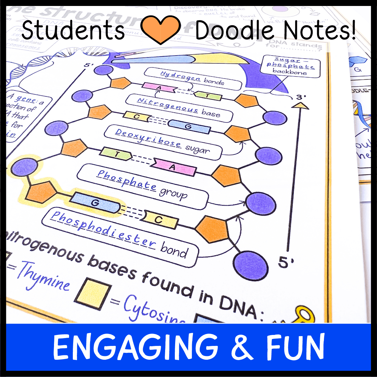 The structure of dna doodle notes