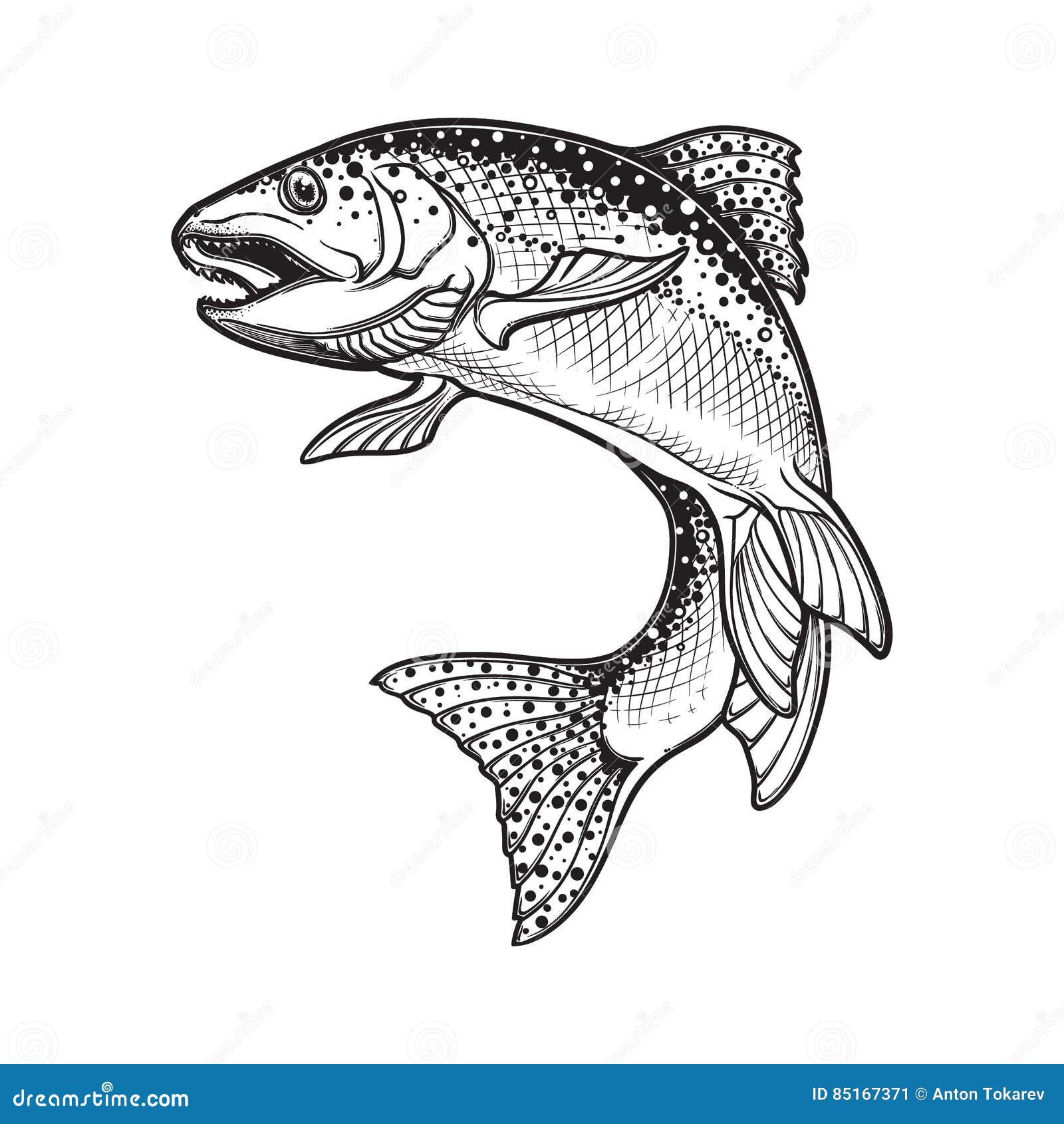Rainbow trout black and white sketch stock vector